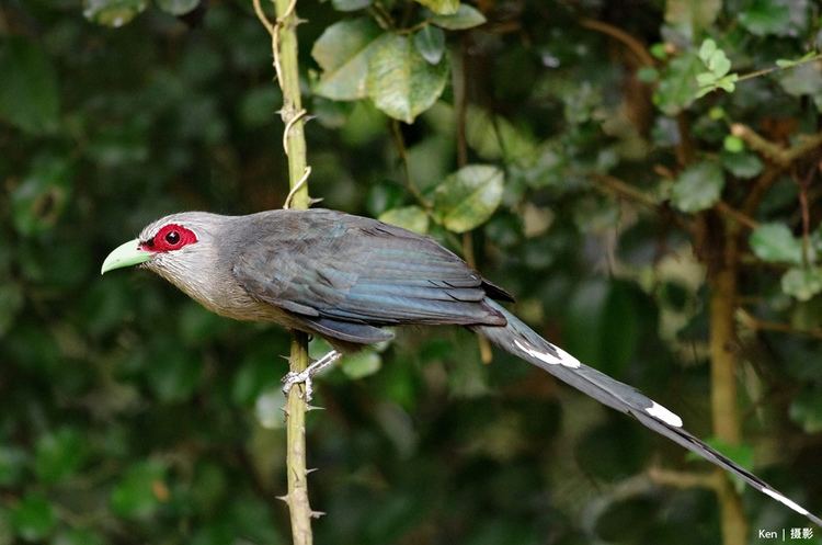 Green-billed malkoha Green Billed Malkoha This was a surprise visitor did not Flickr