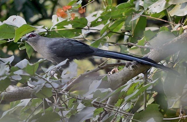 Green-billed malkoha Oriental Bird Club Image Database Greenbilled Malkoha