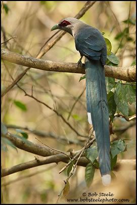 Green-billed malkoha httpswwwbobsteelephotocomImagesSpeciesImag