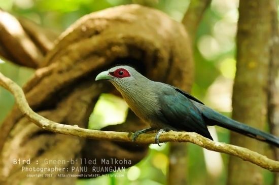 Green-billed malkoha Greenbilled Malkoha BirdForum Opus