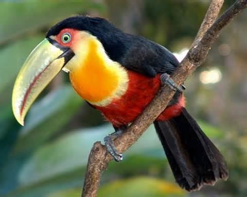 Green-billed toucan wwwtaenoscomimgITISRamphastosdicolorusgreen