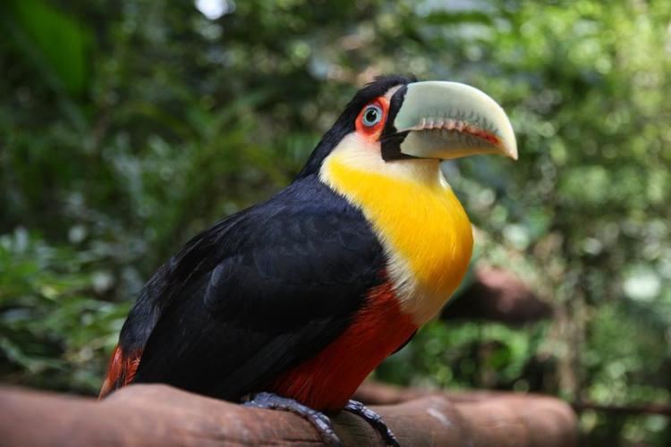Green-billed toucan Greenbilled toucan
