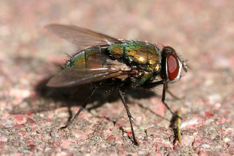 Green bottle fly found in Lodi, California