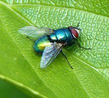 Green bottle fly on green leaves