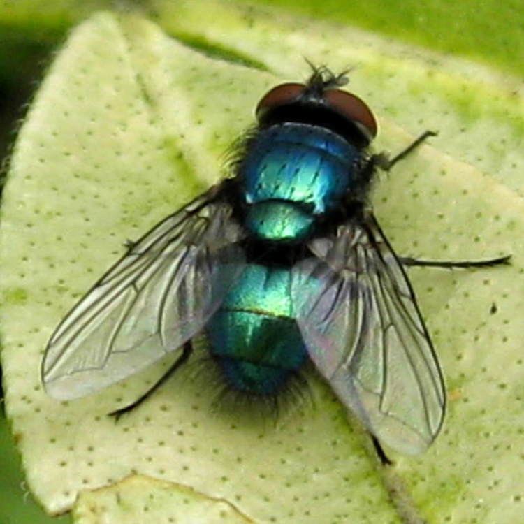 Green bottle fly on yellow leaves