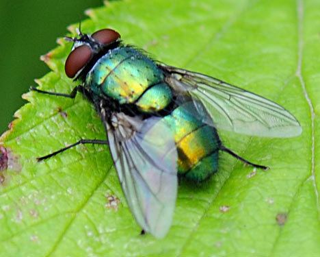 Green bottle fly on green leaves with brown spots