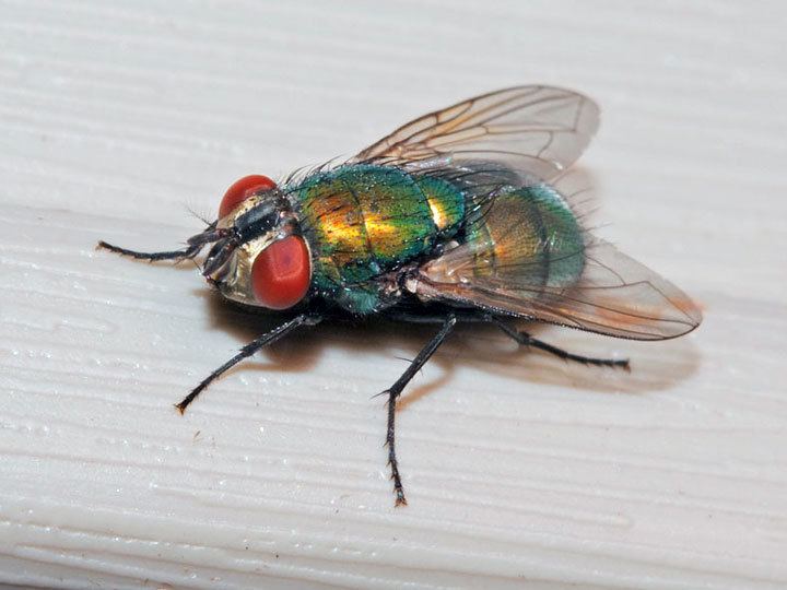 Green bottle fly with a brilliant blue-green and golden coloration with black markings, light brown wings, and orange eyes