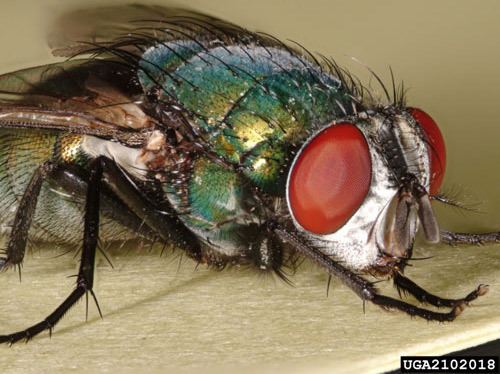 Green bottle fly with a brilliant blue-green and golden coloration with black markings