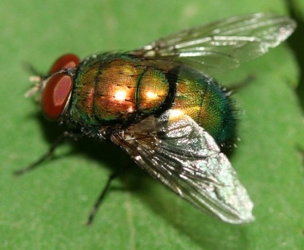 Green bottle fly on green leaves