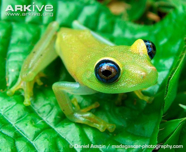 Green bright-eyed frog Green brighteyed frog videos photos and facts Boophis viridis