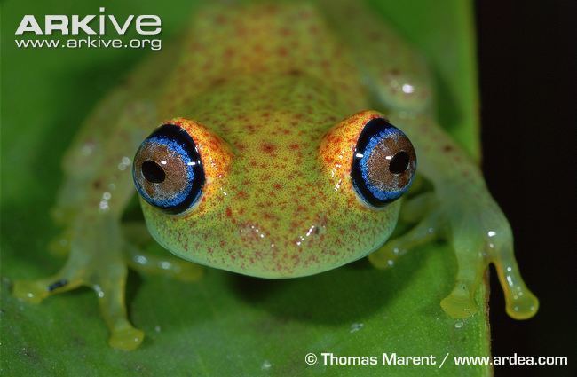 Green bright-eyed frog Green brighteyed frog photo Boophis viridis G88280 ARKive