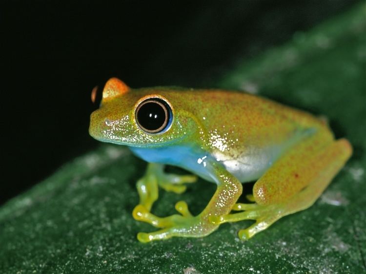Green bright-eyed frog httpsuploadwikimediaorgwikipediacommons44