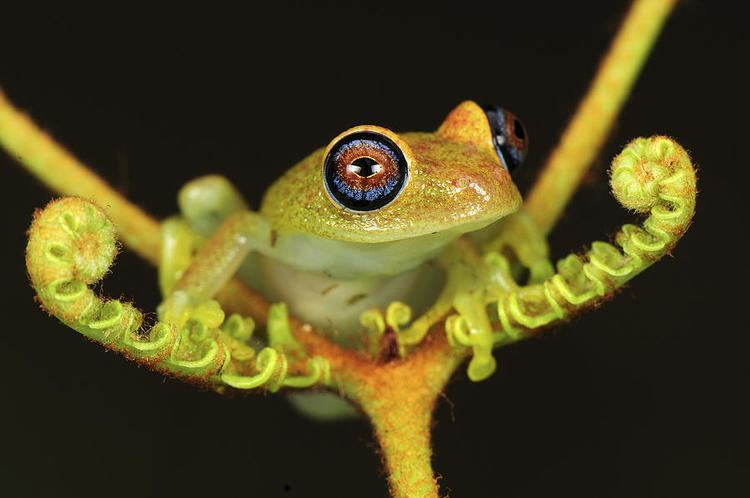 Green bright-eyed frog Green Brighteyed Frog Boophis Viridis Photograph by Thomas Marent
