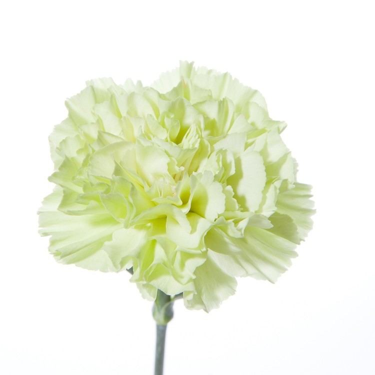 Green Carnation 1000 images about Carnations on Pinterest Classy Strength and