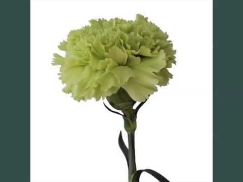 Green Carnation Pretty Carnation Flower Beautiful Picture Set Green Carnation