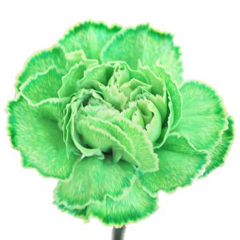 Green Carnation Go Green this St Patrick39s Day FiftyFlowers the Blog