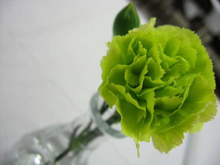 Green Carnation Green Carnation Recipegreatcom