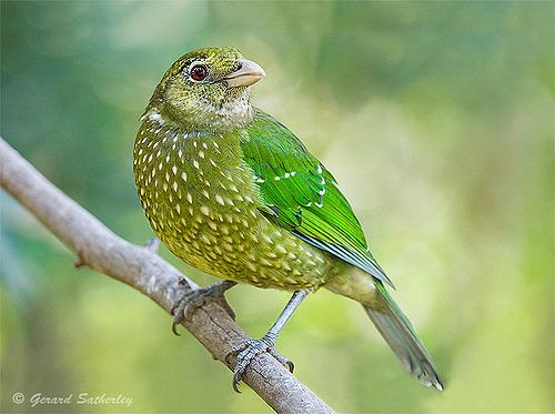 Green catbird Australian Birds a gallery on Flickr