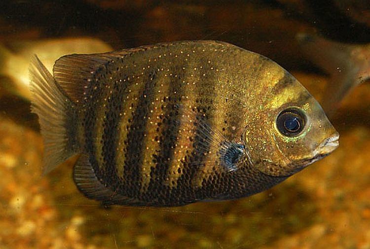 Green chromide Green Chromide Etroplus suratensis Tropical Fish Keeping