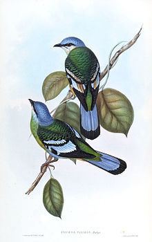 Green cochoa httpsuploadwikimediaorgwikipediacommonsthu