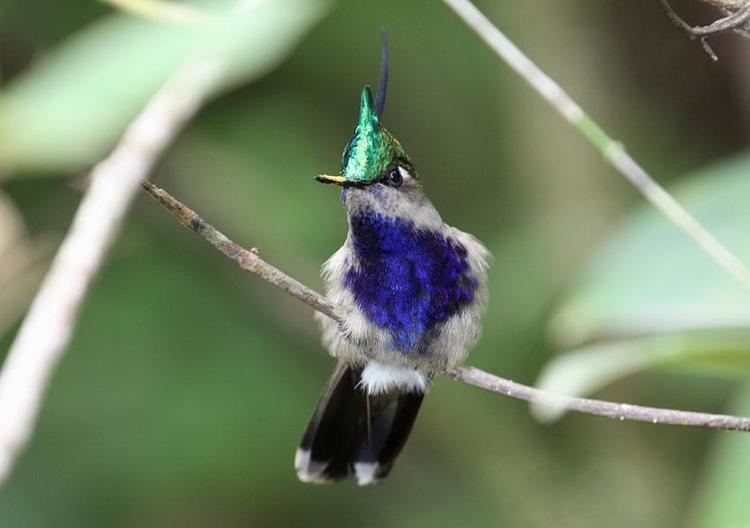 Green-crowned plovercrest Greencrowned Plovercrest Stephanoxis lalandi videos photos and