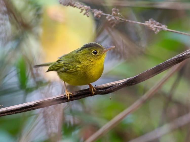 Green-crowned warbler Greencrowned Warbler Seicercus burkii A perched bird the