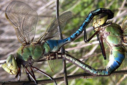 Green darner What do you know about Green Darner dragonflies Find out all about