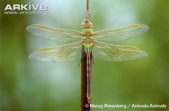 Green darner Common green darner videos photos and facts Anax junius ARKive