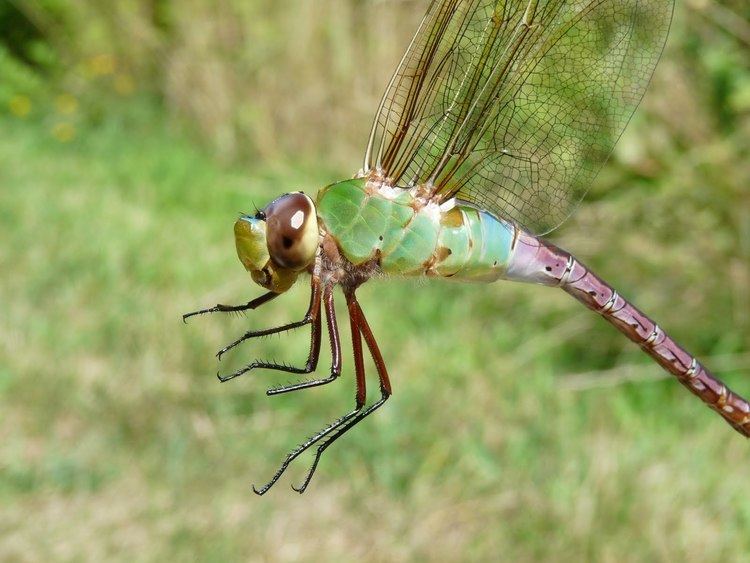 Green darner rtpiorgwpcontentuploads201404CommonGreenD