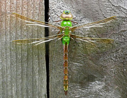 Green darner What do you know about Green Darner dragonflies Find out all about