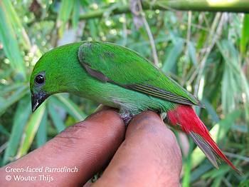 Green-faced parrotfinch Surfbirds Online Photo Gallery Search Results