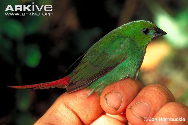 Green-faced parrotfinch Greenfaced parrotfinch videos photos and facts Erythrura