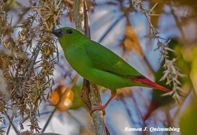 Green-faced parrotfinch Oriental Bird Club Image Database Greenfaced Parrotfinch