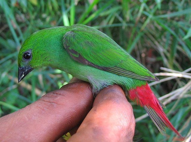 Green-faced parrotfinch Oriental Bird Club Image Database Photographers