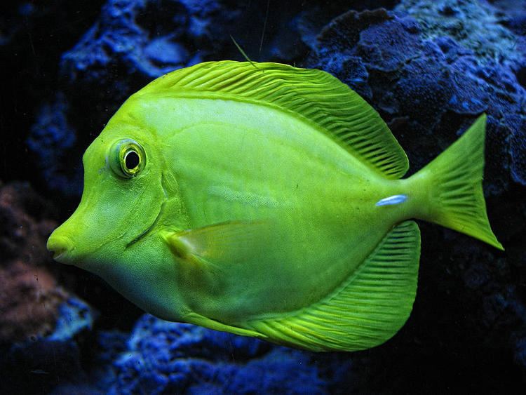Green Fish Green Fish Photograph Green Fish Fine Art Print Our New Home