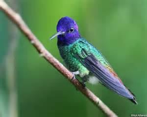 Green-fronted hummingbird wwwtaenoscomimgITISAmaziliaviridifronsColib