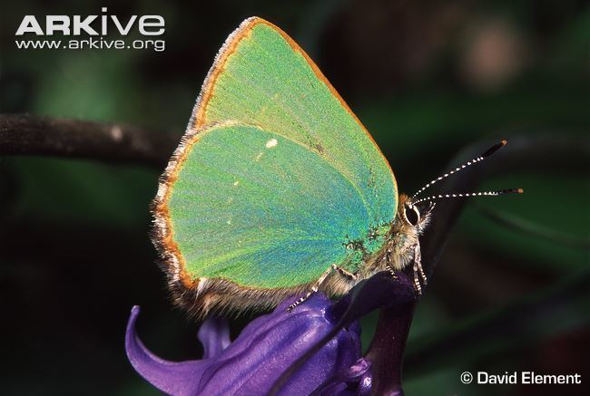 Green hairstreak Green hairstreak videos photos and facts Callophrys rubi ARKive