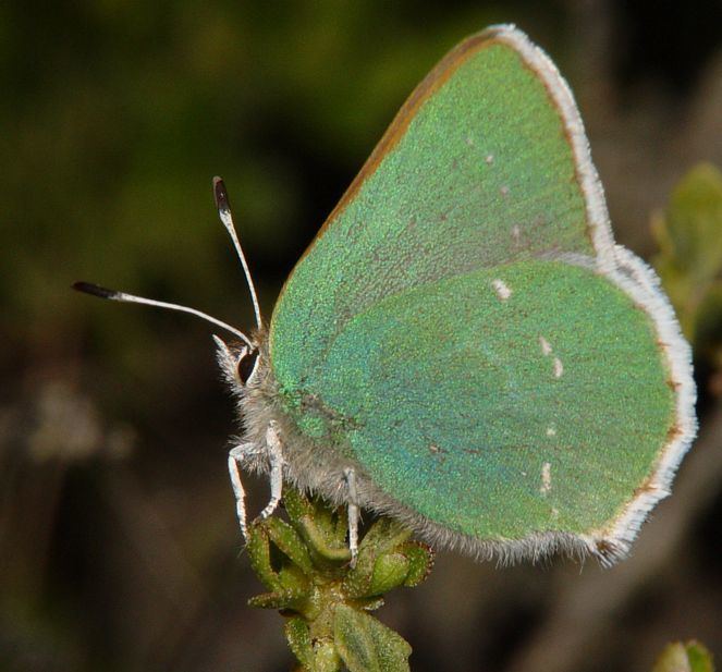 Green hairstreak Coastal Green Hairstreak