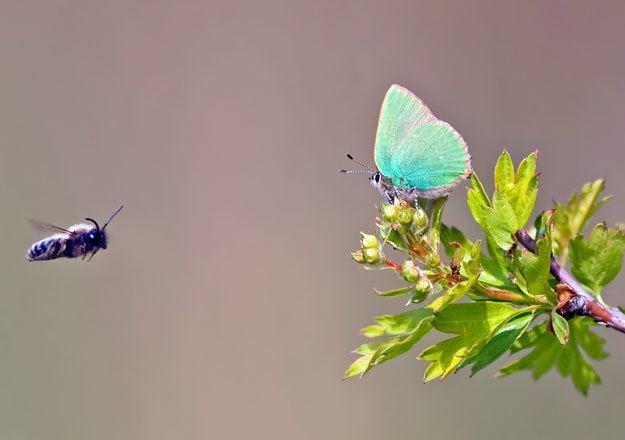 Green hairstreak Butterfly Conservation Green Hairstreak