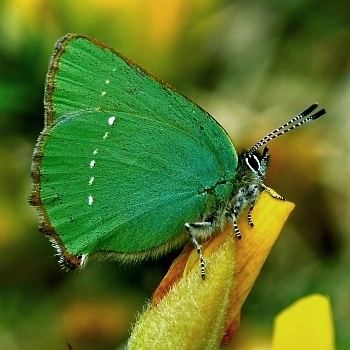 Green hairstreak Green HairstreakMap