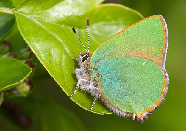 Green hairstreak butterflyconservationorgfilesgreenhairstreak