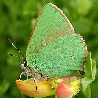 Green hairstreak Butterfly Conservation Warwickshire Saving Butterflies Moths
