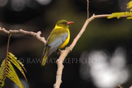 Green-headed oriole Surfbirds Online Photo Gallery Search Results