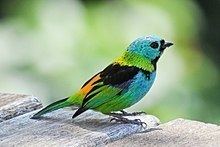 Green-headed tanager Greenheaded tanager Wikipedia