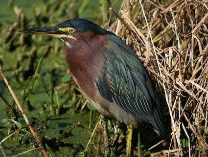 Green heron Green Heron Identification All About Birds Cornell Lab of