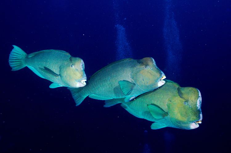 Green humphead parrotfish fishesofaustralianetauImagesImageBolbometMuri