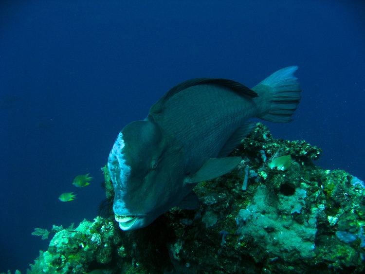 Green humphead parrotfish Green Humphead Parrotfish Green humphead parrotfish Bff Flickr