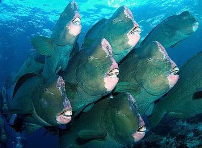 Green humphead parrotfish Fish Index Green Humphead Parrotfish Bolbometopon muricatum