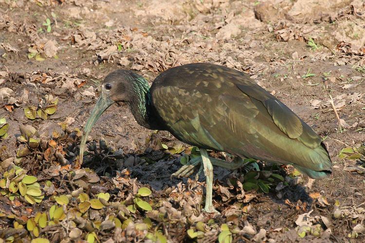 Green ibis Green ibis Wikipedia
