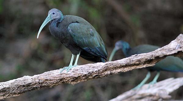 Green ibis Green Ibis